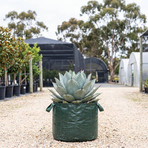 Agave pygmaea ‘Dragon Toes’
