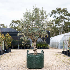 Pendolino Olive - Olea europaea ‘Pendolino’