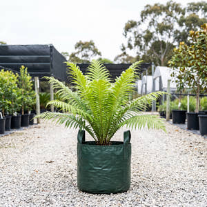 Silver Lady Fern - Blechnum gibbum ‘Silver Lady’