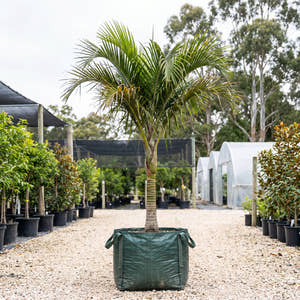 Curly Palm - Howea belmoreana
