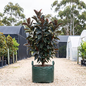 Burgundy Rubber Plant - Ficus elastica ‘Burgundy’