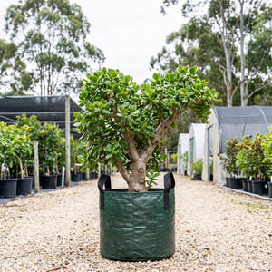 Jade Plant - Crassula ovata