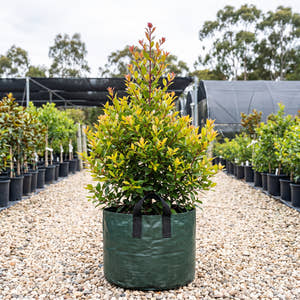 Little Dugald Pohutukawa - Metrosideros collina ‘Little Dugald’