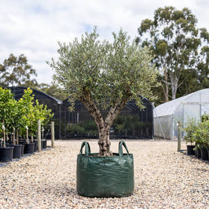 Olive (Topiary Standard) - Olea europaea