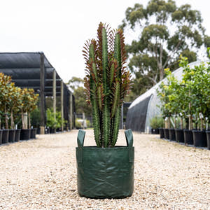 African Milk Tree - Euphorbia trigona