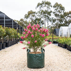 Candy Pink Bottlebrush - Callistemon ‘Candy Pink’