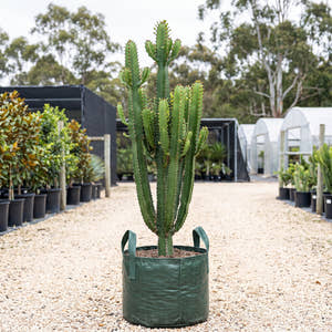 Euphorbia ‘Cowboy’