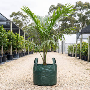 Windowpane Palm - Beccariophoenix madagascariensis