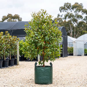 Bushy Yate - Eucalyptus lehmannii