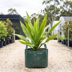 Giant Spear Lily - Doryanthes palmeri
