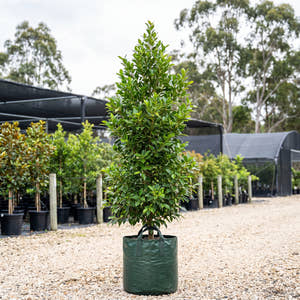 Upright Hill’s Weeping Fig - Ficus microcarpa var. hillii