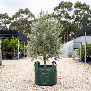 Hojiblanca Olive - Olea europaea ‘Hojiblanca’