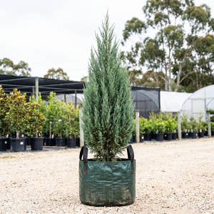 Little Spire Juniper - Juniperus communis ‘Little Spire’