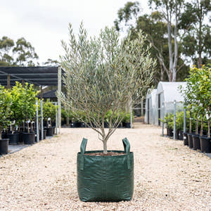 Coratina Olive - Olea europaea ‘Coratina’