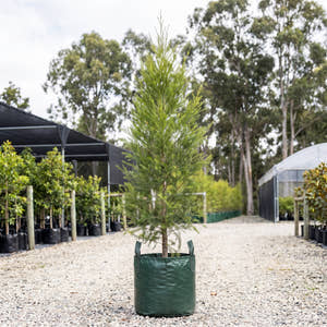 Black Tea Tree - Melaleuca bracteata