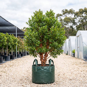 Paperbark Satinash - Syzygium papyraceum