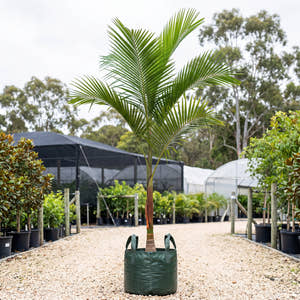 Jucara Palm - Euterpe edulis