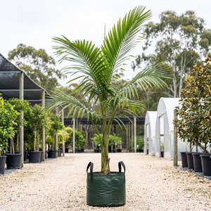 Calyptrocalyx spicatus