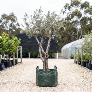 Olive - Olea europaea