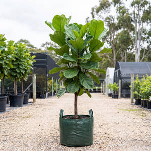 Fiddle Leaf Fig (Multi-Stem) - Ficus lyrata