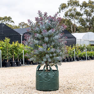 Cootamundra Wattle - Acacia baileyana