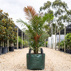 Ptychosperma waitianum