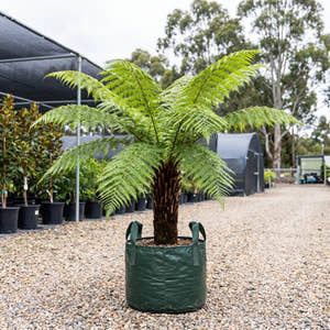 Rough Tree Fern - Cyathea australis