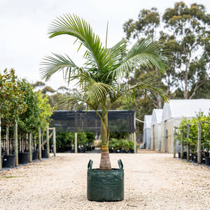 Alexandra Palm - Archontophoenix alexandrae var. beatriceae