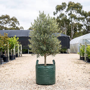 Olivia Olive - Olea europaea ‘Olivia’