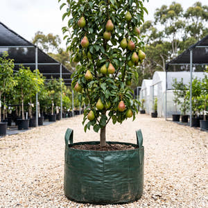 Bonza Pear - Pyrus communis ‘Bonza’