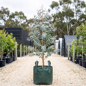 Silver Shadow Gum - Eucalyptus cinerea ‘Silver Shadow’