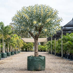 Acacia binervia Sterling Silver