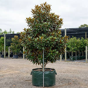 Alta Southern Magnolia - Magnolia grandiflora ‘Alta’