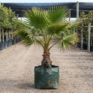 Cabbage Tree Palm - Livistona australis