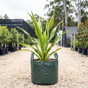 Gymea Lily - Doryanthes excelsa