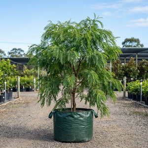 Brisbane Golden Wattle - Acacia fimbriata