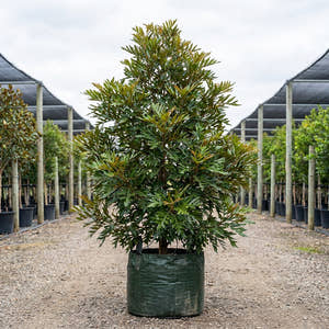 Brown Silky Oak - Grevillea baileyana