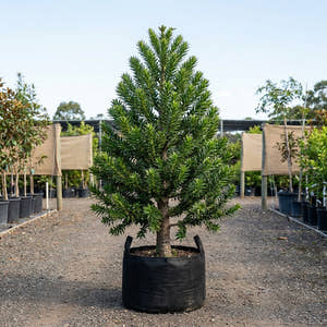 Bunya Pine Tree - Araucaria bidwillii