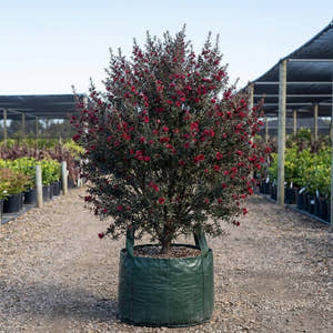 Burgundy Queen Tea Tree - Leptospermum scoparium ‘Burgundy Queen’