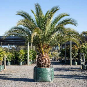 Canary Island Date Palm - Phoenix canariensis