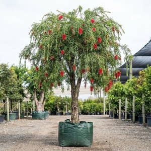 Captain Cook Bottlebrush - Callistemon viminalis ‘Captain Cook’