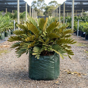 Cardboard Plant - Zamia furfuracea