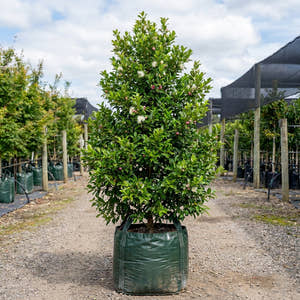 Cherry Surprise Lilly Pilly - Syzygium australe ‘Cherry Surprise’