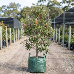 Coast Banksia - Banksia integrifolia
