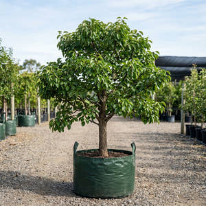 Common Pear Tree - Pyrus communis