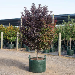 Crab Apple ‘Raspberry Spear’ - Malus ‘Raspberry Spear’™ (JFS-KW213MX)
