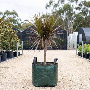 Madagascar Dragon Tree - Dracaena marginata