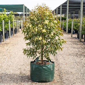 Eucalyptus olivacea ‘Summer Scentsation' - Eucalyptus olivacea