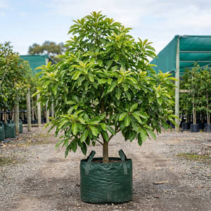Fuerte Avocado Tree - Persea americana ‘Fuerte’