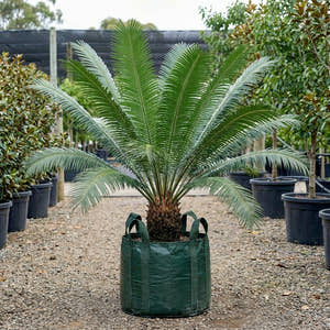 Giant Dioon - Dioon spinulosum